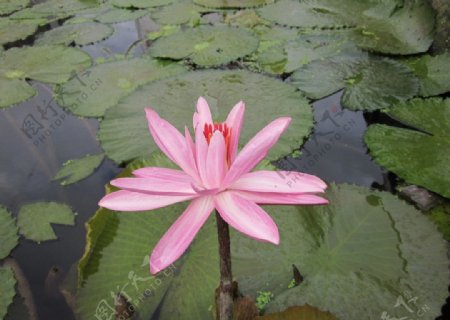 粉红色睡莲花图片