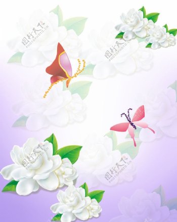 蝶舞花香图片