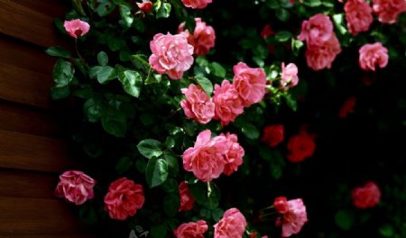 娇艳的粉色玫瑰图片
