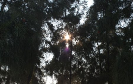树叶里透出的阳光图片