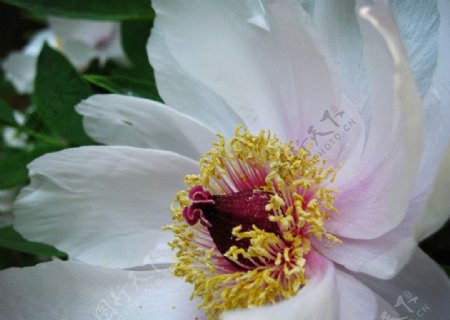 牡丹花白色花蕊图片