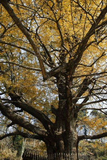 千年银杏树图片
