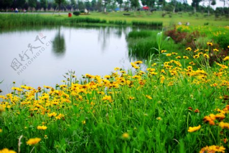 池塘边的金鸡菊图片