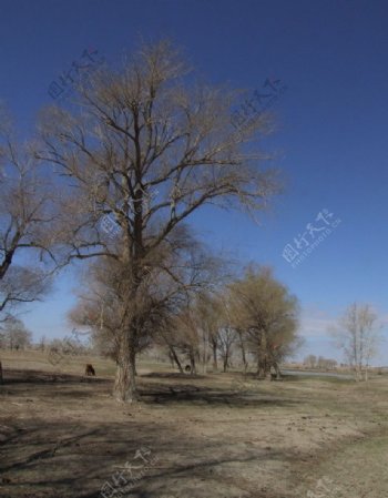 新疆蓝天下的寂静图片