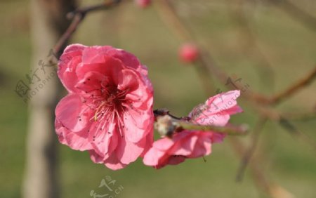 春季桃花盛开图片