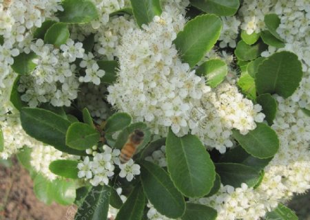 蜜蜂白花图片