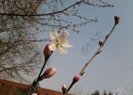 桃花花朵春天绿草小图片