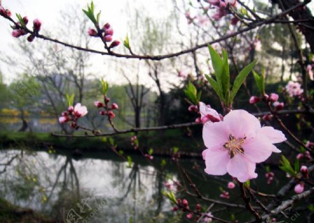盛开的梅花图片