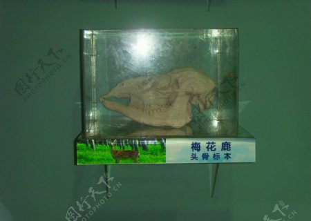 梅花鹿头骨标本图片