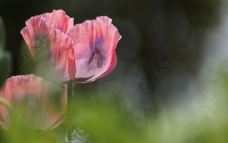 粉红罂粟花图片
