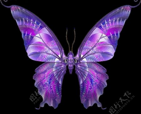 美丽的蝴蝶Butterflies图片