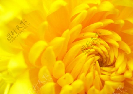 微距黄色菊花图片