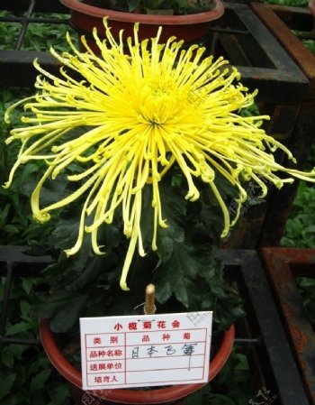 中山小榄菊花展图片