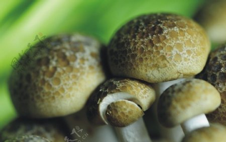 香菇菌类图片