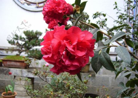 院子里的红茶花图片