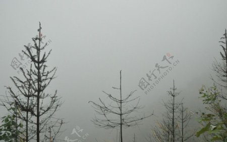 林间雾起图片