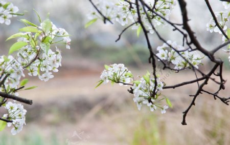 春天田野中的风景梨花图片
