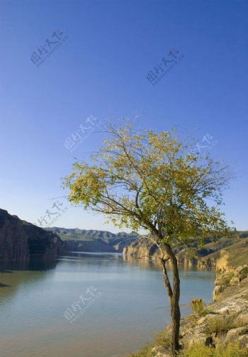 湖边的树图片