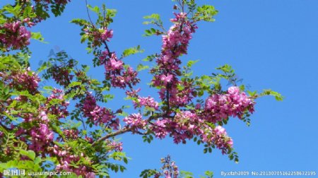 紫色槐树花图片
