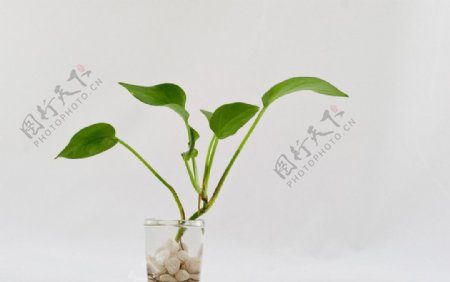 绿萝水养植物图片