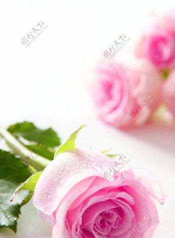 粉色花背景图片