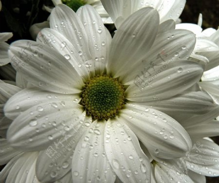 白色花朵图片