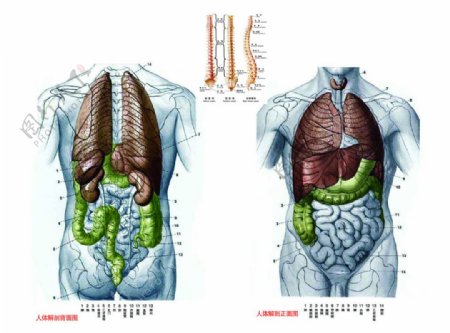 人体正面解剖图图片