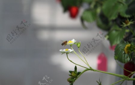 草莓花图片