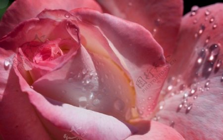 粉红玫瑰特写图片
