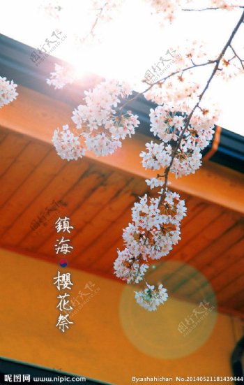 韩国樱花镇海图片