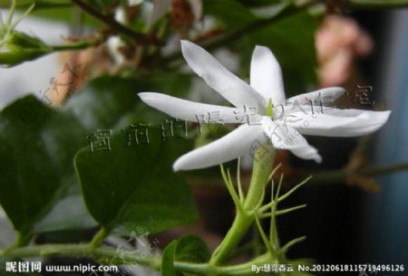 孤立茉莉圖片