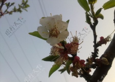 桃花枝图片