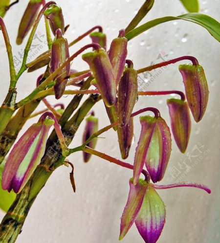 石斛兰花蕾图片