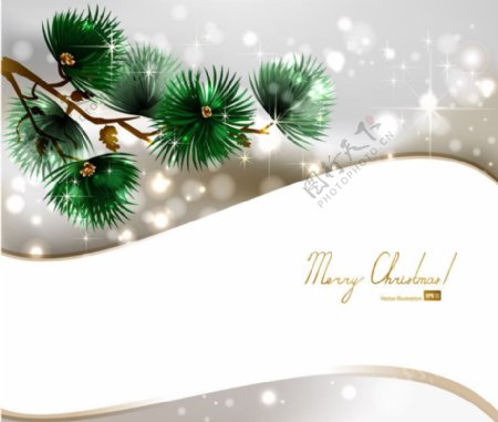 松树枝圣诞节背景图片