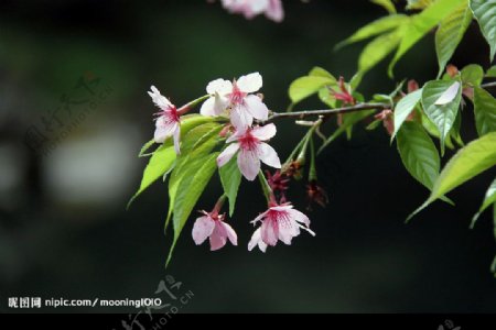 阿里山櫻花图片