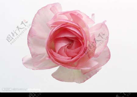 高清玫瑰花淡粉色图片