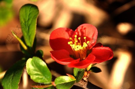 海棠花红色红海棠图片
