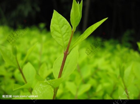 綠芽圖片