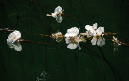 湖面水草树枝花儿美景图片
