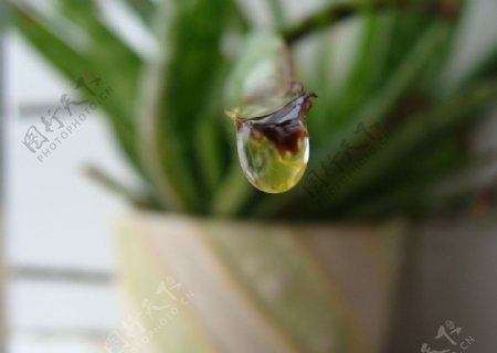 芦荟水滴水珠图片