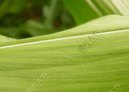 玉米叶子图片