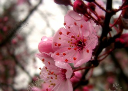 初春的桃花图片