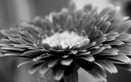 黑白印象太阳花2图片