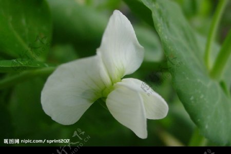 白色豌豆花图片