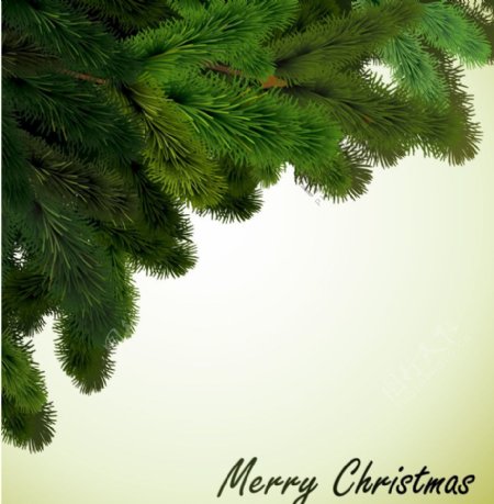 圣诞松树枝贺卡图片