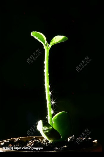 绿叶幼苗图片