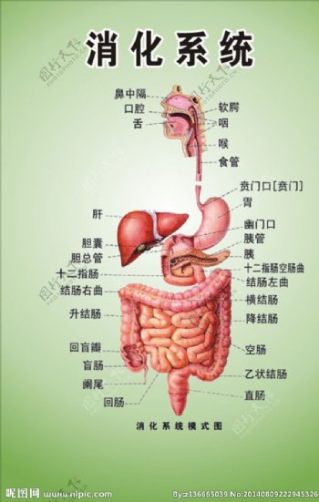 消化系统图图片