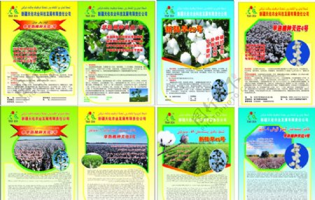 棉花种子DM图片