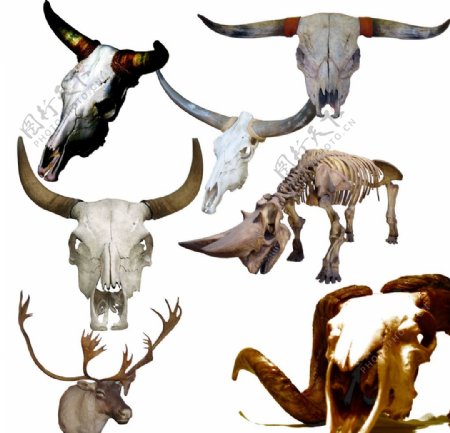 动物头骨装饰图片