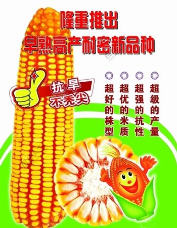 玉米新品种宣传单图片